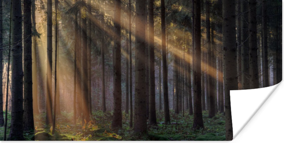 Poster Bomen - Bos - Zon - Planten - 150x75 cm