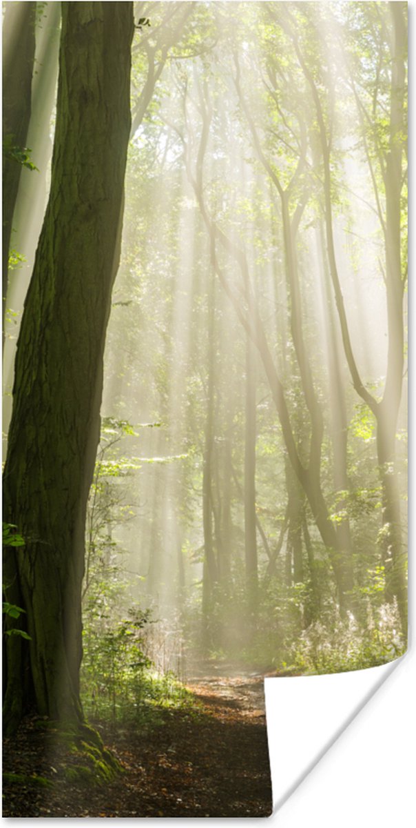 Poster Bos - Licht - Natuur - Landschap - 60x120 cm
