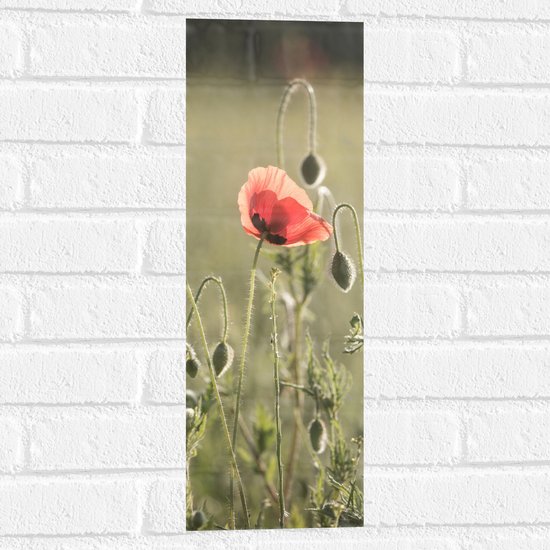 WallClassics - Muursticker - Rode Eenzame Bloem in Groen Landschap - 20x60 cm Foto op Muursticker