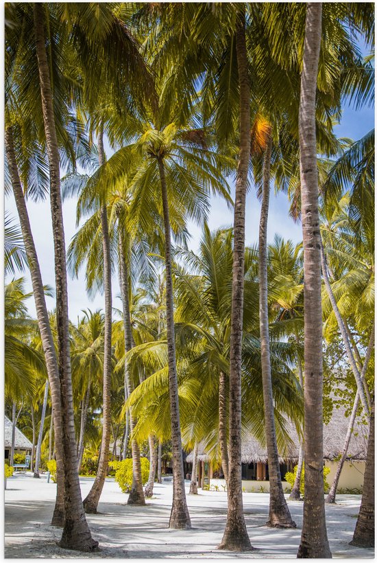 WallClassics - Poster (Mat) - Grote Groene Palmbomen - 50x75 cm Foto op Posterpapier met een Matte look