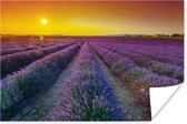 Een veld gevuld met lavendel Poster 30x20 cm - klein - Foto print op Poster (wanddecoratie woonkamer / slaapkamer)
