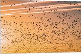 WallClassics - Vlag - Heel veel Vogels in de Lucht met Zonsondergang - 75x50 cm Foto op Polyester Vlag