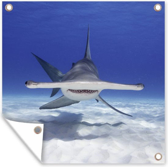 Un requin marteau dans une mer claire au fond affiche de jardin 100x100 cm - Toile de jardin / Toile d'extérieur / Peintures pour l'extérieur (décoration de jardin)