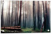 WallClassics - Poster de jardin - Arbres tombés dans la forêt - 60x40 cm Photo sur Poster de jardin (décoration murale pour l'extérieur et l'intérieur)