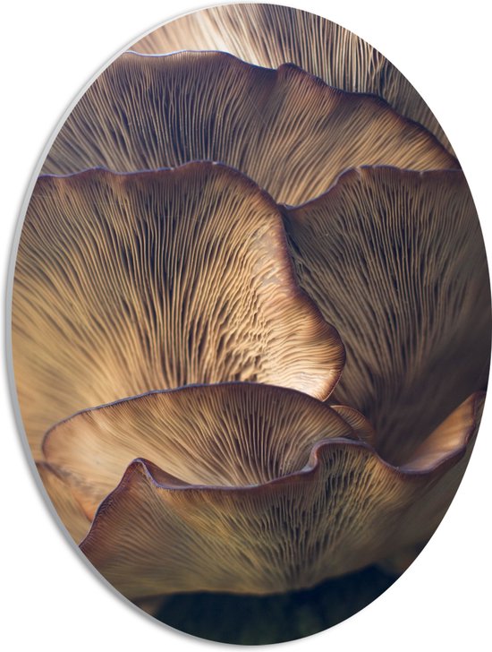 WallClassics - PVC Schuimplaat Ovaal - Mushrooms - 30x40 cm Foto op Ovaal  (Met Ophangsysteem)