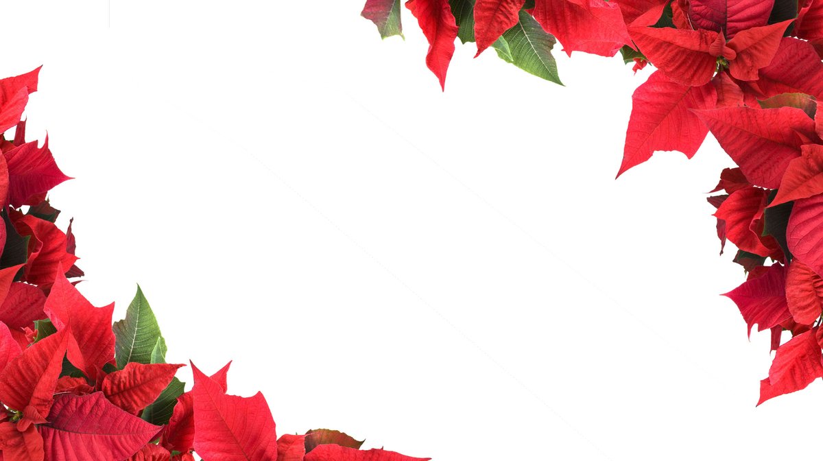 PB-Collection - Premium Tafelzeil Kerstbloemen 140x250cm - Kerst - Tafelkleed - Tafelkleden - Kerstdekoratie - Kerstdagen - Kerstdiner - Gezellig - Sfeer - Winter - Uniek - Duurzaam - Mooi - Winterwonderland