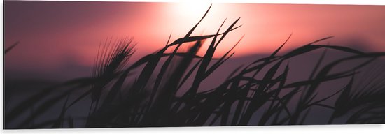 WallClassics - Dibond - Donkere Grassen bij Rozekleurige Lucht - 120x40 cm Foto op Aluminium (Met Ophangsysteem)