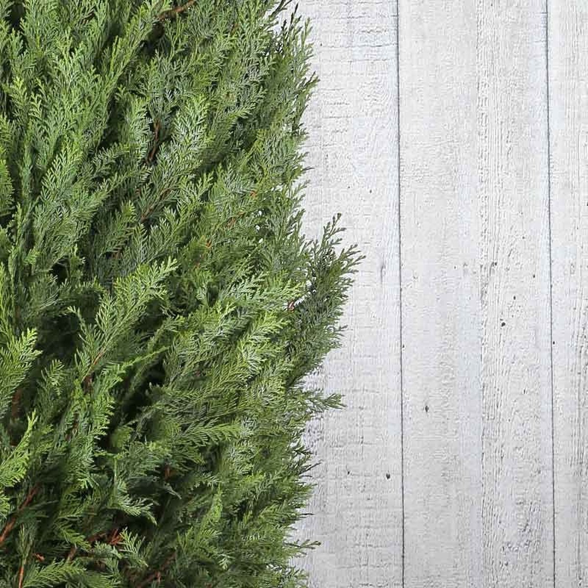 18 stuks | Blauwe Californische cipres P9-tray - Wintergroen - Zeer winterhard - Compacte groei - Snel zichtdicht