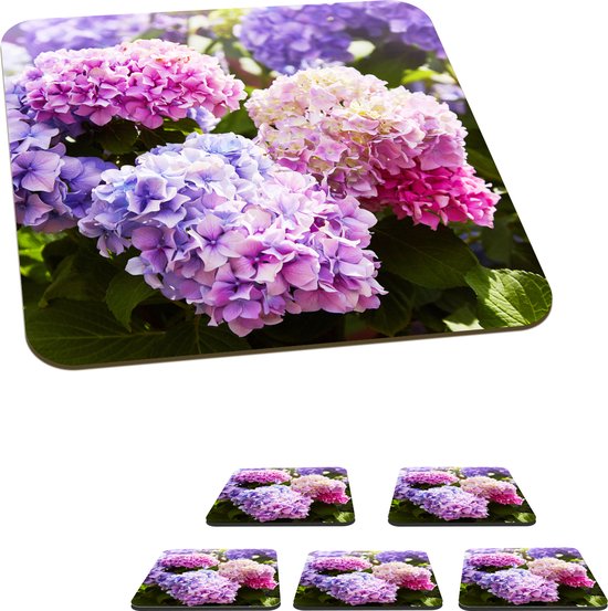 Magenta Roze Hydrangea Macrophylla Of Hortensia Shrub In Volle Bloei In Een Bloempot Met Verse Groene Bladeren Op De Achtergrond Tuin Image193021187