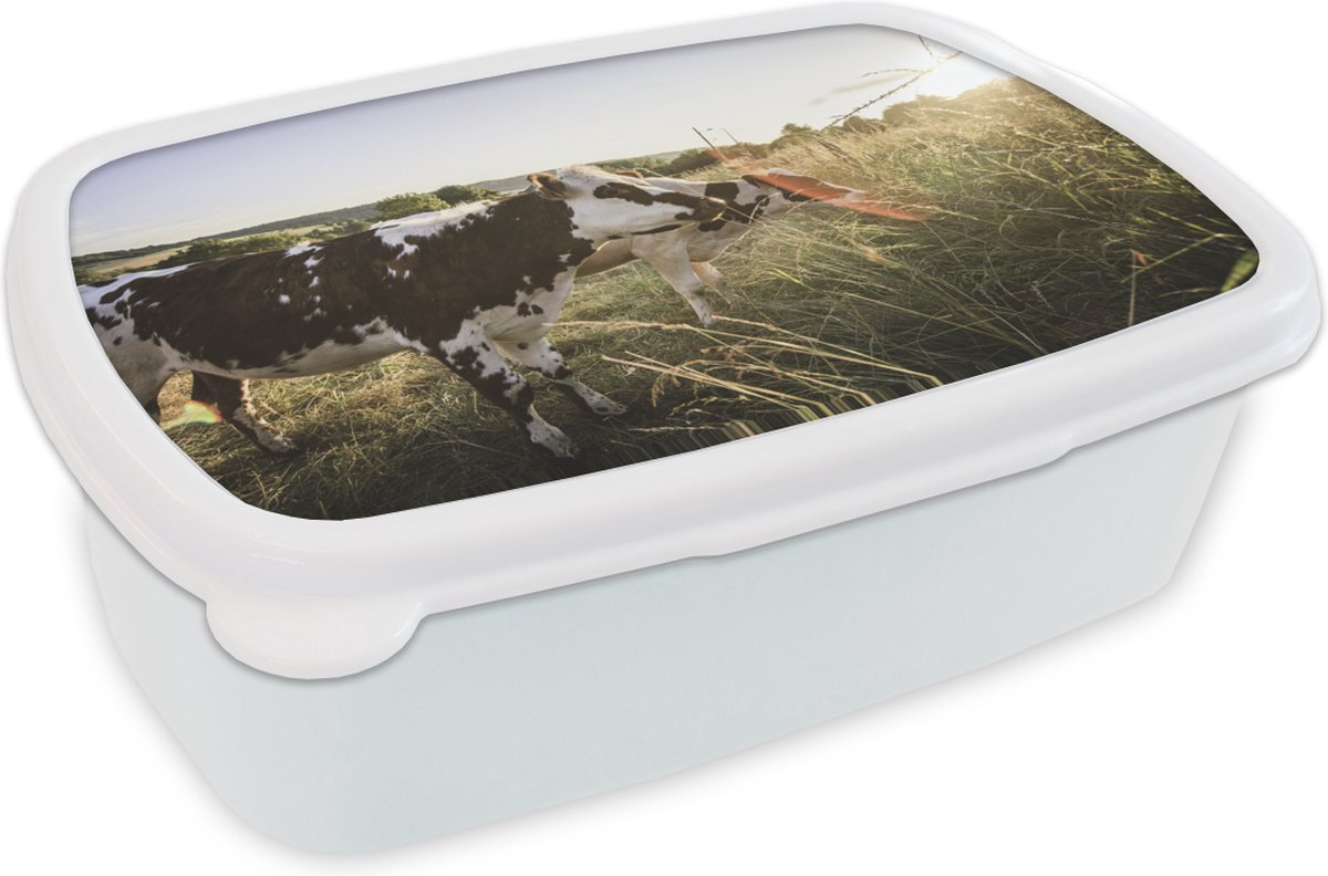 Broodtrommel Wit - Lunchbox - Brooddoos - Koeien - Licht - Natuur - 18x12x6 cm - Volwassenen