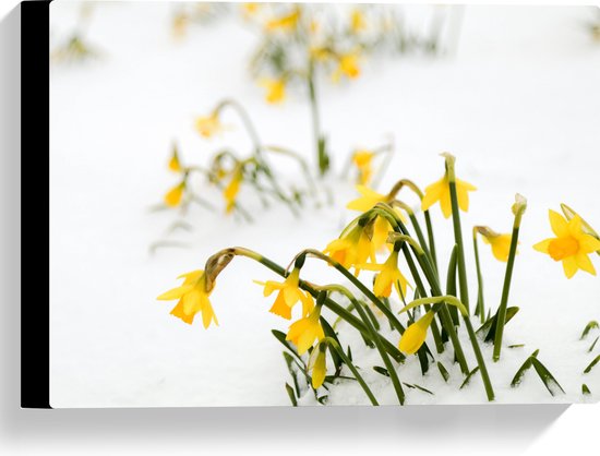 WallClassics - Toile - Fleurs de jonquille jaune dans la neige - 40x30 cm Tableau sur toile (Décoration murale sur toile)