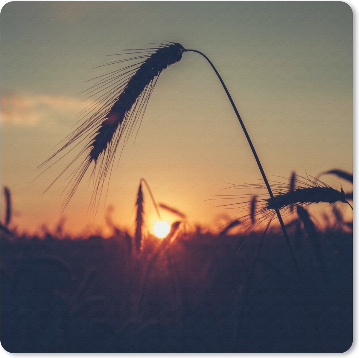Muismat 30x30 cm - Mousepad Gras - Herfst - Zonsondergang - Seizoenen - Landschap - Muismatten