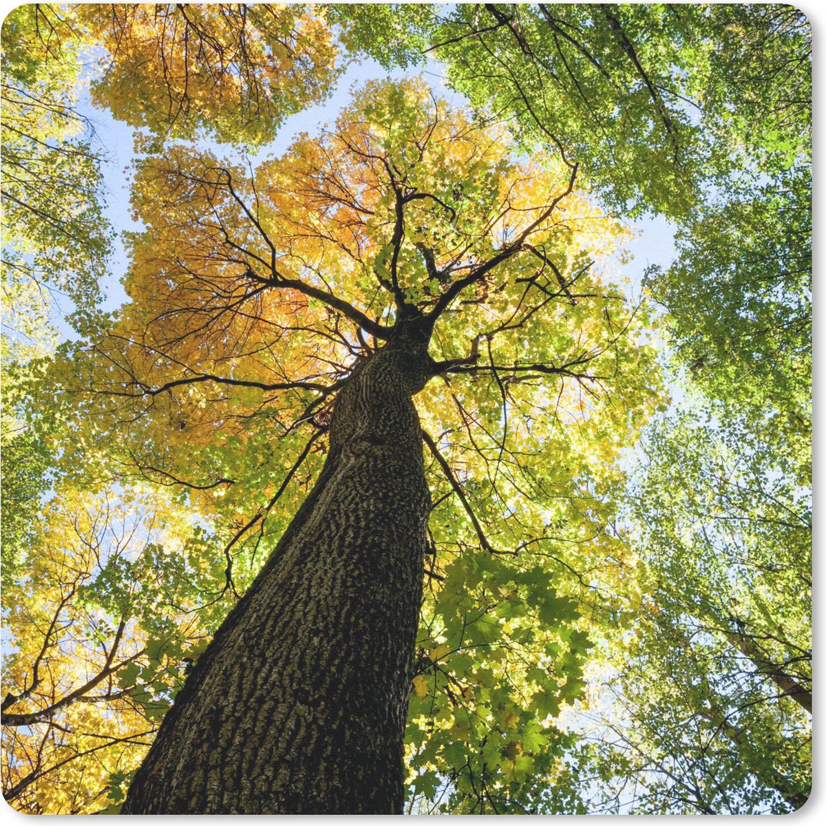 Muismat 30x30 cm - Mousepad Boom - Natuur - Bos - Muismatten