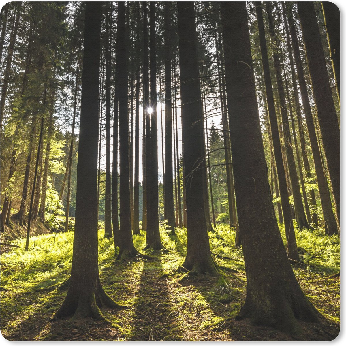 Muismat 20x20 cm - Mousepad Boom - Natuur - Zon - Bos - Muismatten