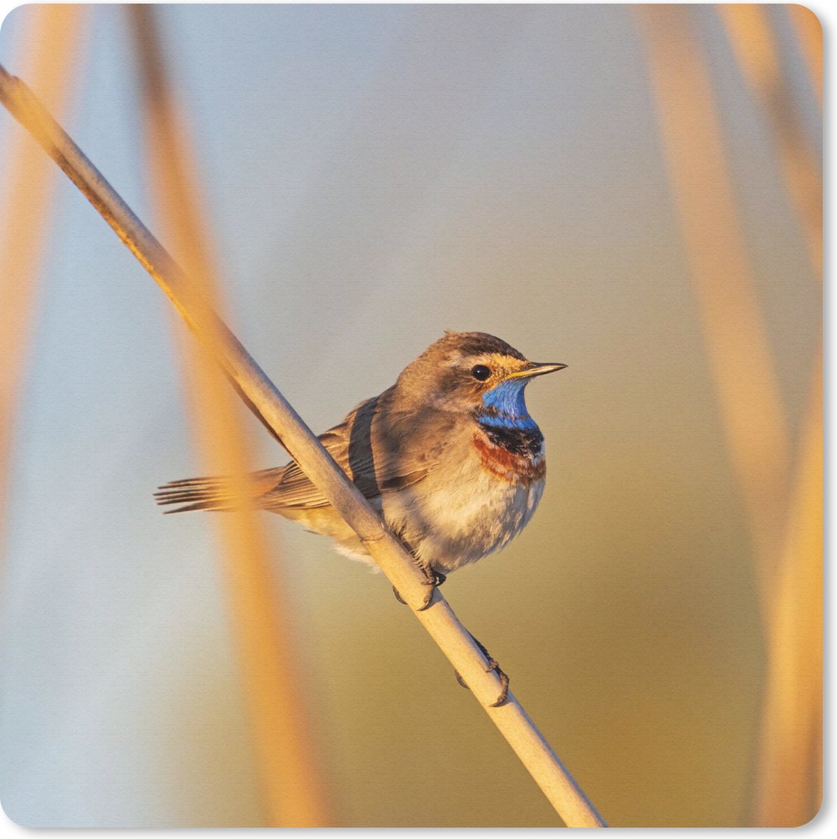 Muismat 20x20 cm - Mousepad Vogels - Blauwborst - Riet - Muismatten