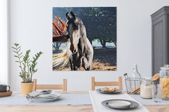 Marwari noir pendant les derniers rayons du soleil toile 2cm