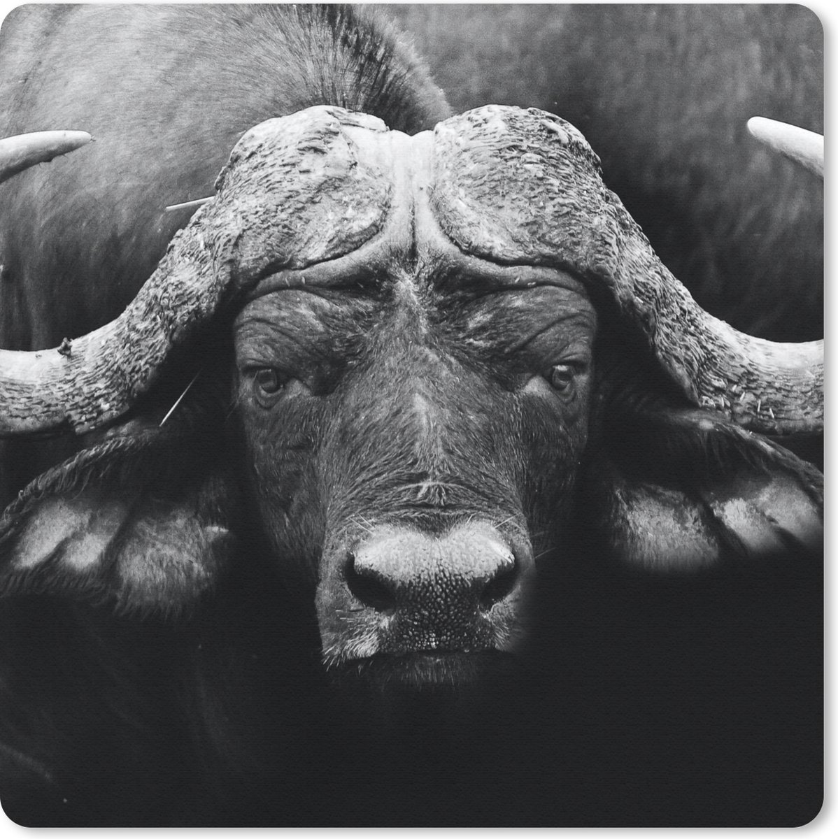 Muismat 20x20 cm - Mousepad Dieren - Buffalo - Zwart - Wit - Portret - Muismatten