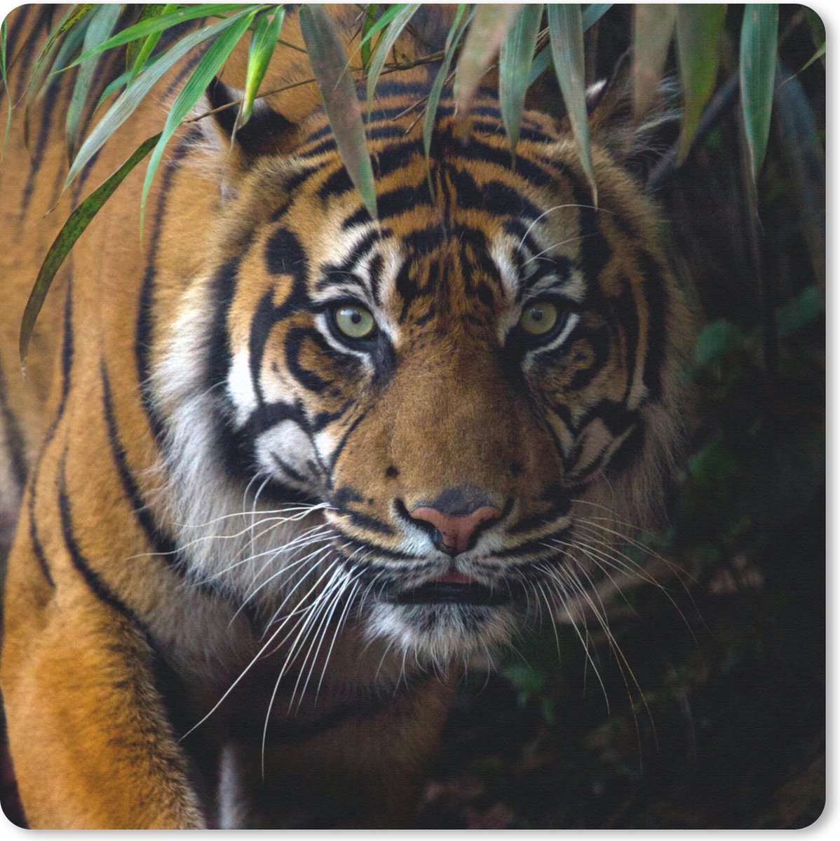 Muismat 30x30 cm - Mousepad Tijger - Bladeren - Jungle - Dieren - Wild - Muismatten