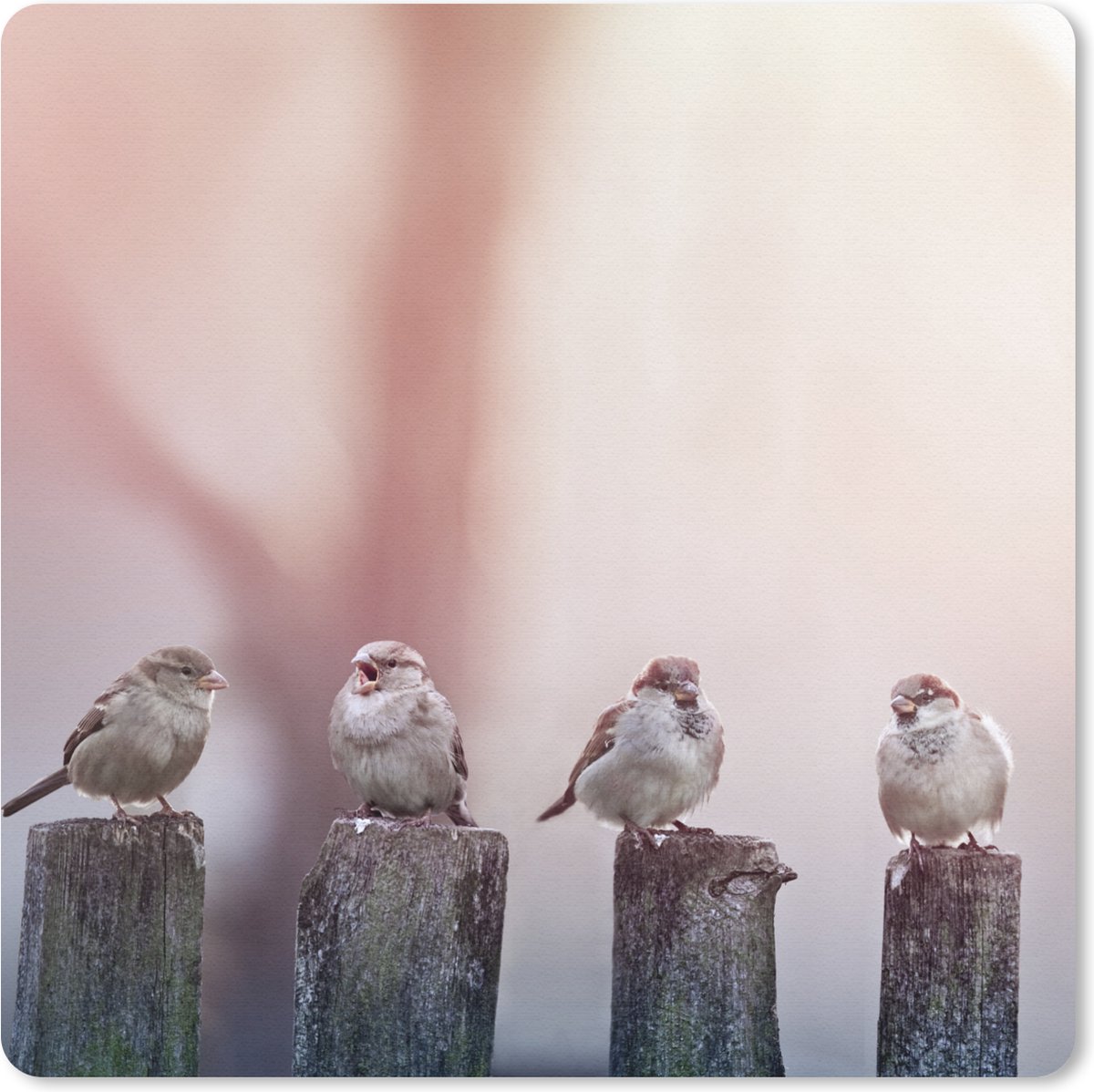 Muismat 20x20 cm - Mousepad Vogels - Mussen - Paaltjes - Hout - Muismatten