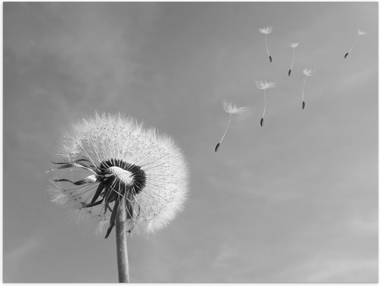 WallClassics - Poster (Mat) - Paardenbloem met Zaden (zwart/wit) - 40x30 cm Foto op Posterpapier met een Matte look