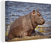 Toile Bébé hippopotame 60x40 cm - Tirage photo sur toile peinture (Décoration murale salon / chambre) / Peintures sur toile Animaux