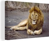 Lion couché en Afrique Toile 120x80 cm - Tirage photo sur toile (Décoration murale salon / chambre) / Peintures sur toile Animaux