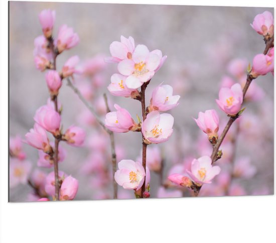 WallClassics - Dibond - Kleine Roze Sakura Bloem - 100x75 cm Foto op Aluminium (Met Ophangsysteem)