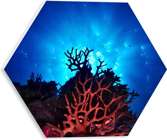 WallClassics - PVC Schuimplaat Hexagon  - Koraal op Waterbodem Onderaanzicht - 30x26.1 cm Foto op Hexagon (Met Ophangsysteem)