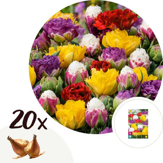 Plant in a Box - Tulipa Candy Love - Bulbes de tulipes x20 - Bulbes à Bulbes  de fleurs... | bol.com