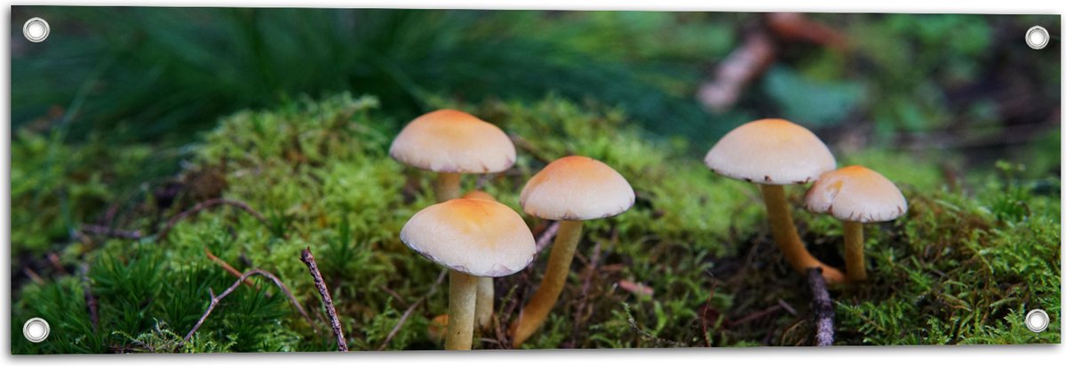 WallClassics - Poster de Jardin - Tas de Champignons Bruns sur Mousse -  30x90 cm Photo