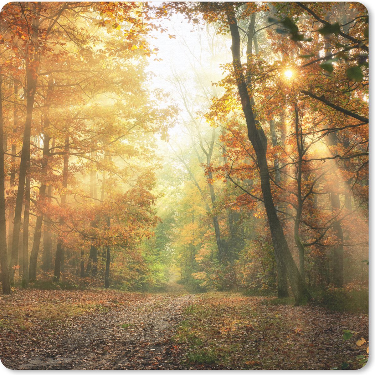 Muismat 20x20 cm - Mousepad Bos - Herfst - Zon - Landschap - Natuur - Bomen - Bladeren - Muismatten