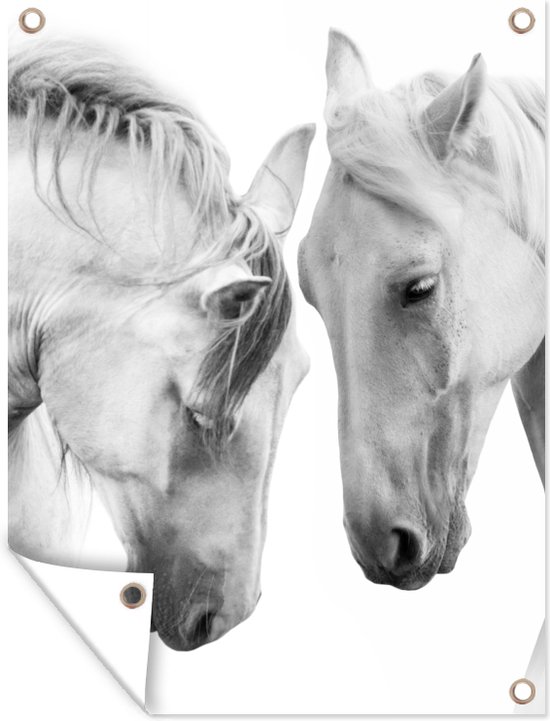 Tableau jardin Cheval - Animaux - Portrait - Wit - 60x80 cm - Affiche jardin - Toile jardin - Affiche extérieur