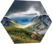 WallClassics - PVC Schuimplaat Hexagon  - Geit in de Bergen - 60x52.2 cm Foto op Hexagon (Met Ophangsysteem)