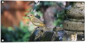 WallClassics - Tuinposter – Gele Tangare Vogel bij een Fontein - 100x50 cm Foto op Tuinposter  (wanddecoratie voor buiten en binnen)