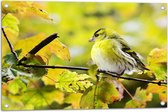 WallClassics - Poster de jardin - Oiseau jaune sur une branche - 75x50 cm Photo sur poster de jardin (décoration murale pour extérieur et intérieur)
