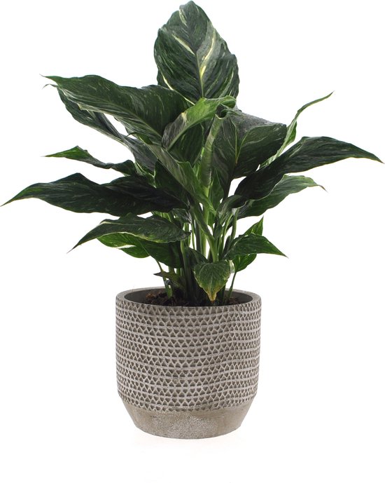 Lepelplant kopen? Spathiphyllum direct van de kwekerij
