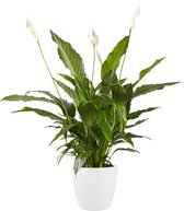 Kamerplant van Botanicly – Lepelplant incl. witte cilindrische sierpot als set – Hoogte: 70 cm – Spathiphyllum Vivaldi