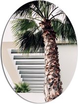 WallClassics - Dibond Ovaal - Palmboom voor Wit Gebouw - 60x80 cm Foto op Ovaal (Met Ophangsysteem)