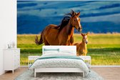 Behang kinderkamer - Fotobehang Paarden - Gras - Dieren - Landschap - Natuur - Breedte 375 cm x hoogte 280 cm - Kinderbehang