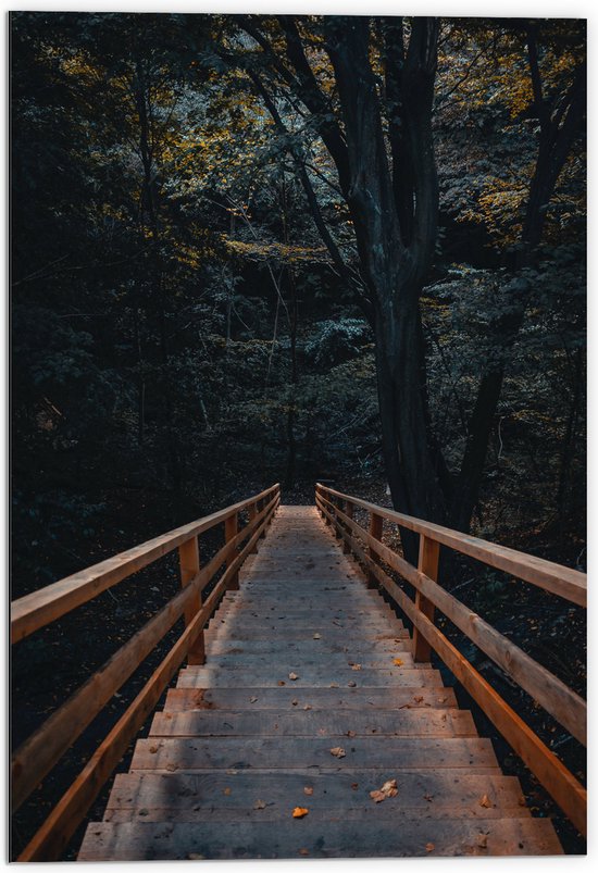 WallClassics - Dibond - Bruine Trap naar Bomen in het Bos - 70x105 cm Foto op Aluminium (Wanddecoratie van metaal)