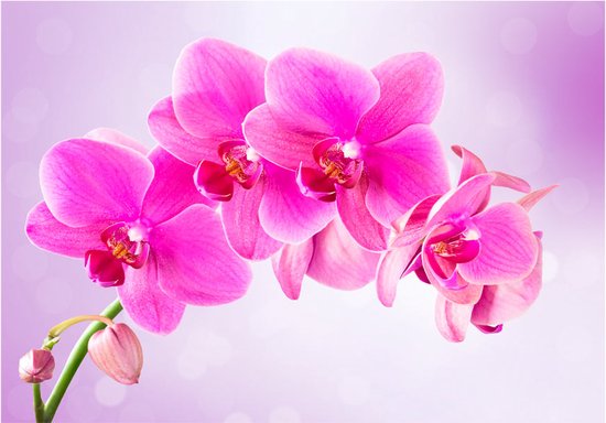 Papier peint photo - Prévenance.