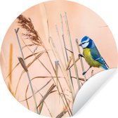 Behangcirkel - Vogel - Pimpelmees - Veren - Riet - Natuur - Zelfklevend behang - 50x50 cm - Behangcirkel dieren - Behang zelfklevend - Cirkel behang - Wanddecoratie rond