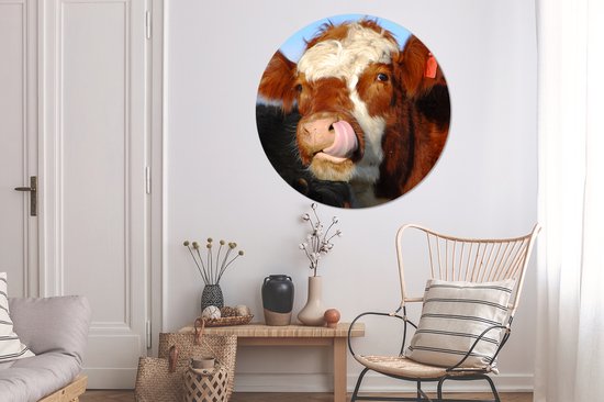 La vache lèche la feuille de plastique de cercle de mur de nez