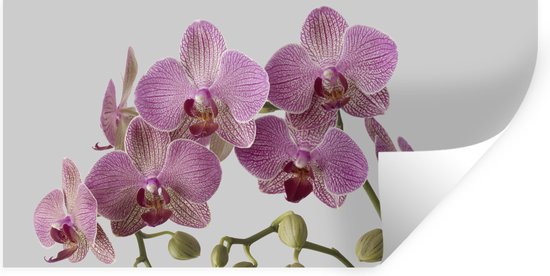 Muurstickers - Sticker Folie - Orchideeën op grijze achtergrond - 160x80 cm - Plakfolie - Muurstickers Kinderkamer - Zelfklevend Behang - Zelfklevend behangpapier - Stickerfolie