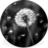 WallCircle - Cercle mural - Cercle mural - Pissenlit - Zwart - Wit - Plante - Aluminium - Dibond - ⌀ 90 cm - Intérieur et Extérieur