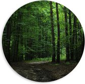 WallClassics - Cercle mural en panneau de mousse PVC - Sentier pédestre en forêt - Photo 60x60 cm sur cercle mural (avec système de suspension)