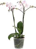 Orchidee van Botanicly – Vlinder orchidee – Hoogte: 45 cm, 2 takken, wit-roze bloemen – Phalaenopsis Pico Sweet heart