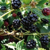 Braam 'Thornless Evergreen' (Rubus fruticosa) - doornloos - kleinfruit - fruitstruik - zelf fruit kweken - 3 stuks