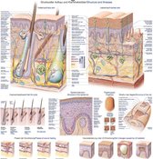 Het menselijk lichaam - anatomie poster huid-haren-nagels (70x100 cm)