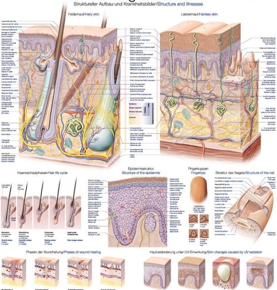 bad Automatisering extase Het menselijk lichaam - anatomie poster huid-haren-nagels (70x100 cm) |  bol.com